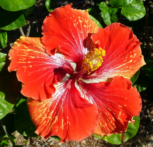 Island Heritage Hawaiian Dish Drying Mats (Hibiscus Floral - Red)